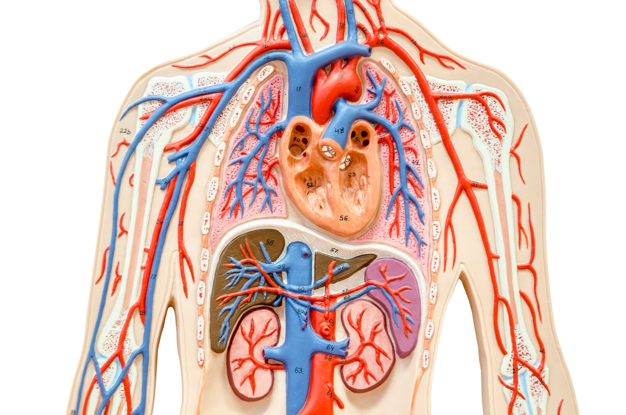 Model human body with liver, kidney, lungs and heart isolated on white background, Save clipping path.
