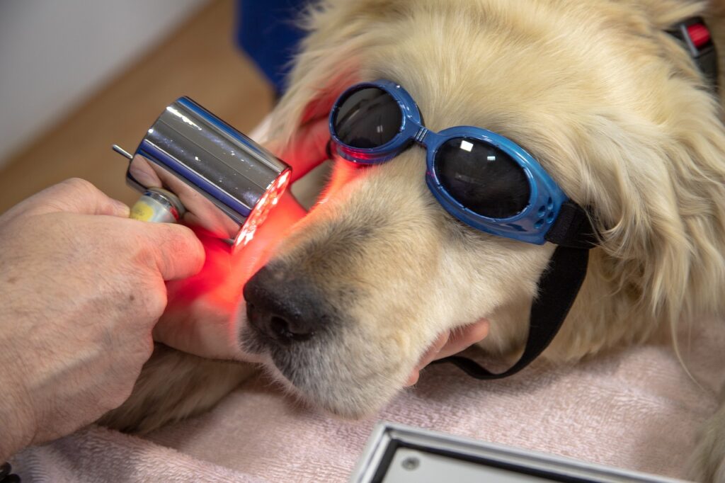 veterinary, dental laser, treatment, teeth, gums, dog, animal, unusual, unique, interesting, vet, health, therapy, laser, glasses, stunning, dentist, brown teeth, brown therapy, veterinary, veterinary, vet, vet, vet, vet, vet