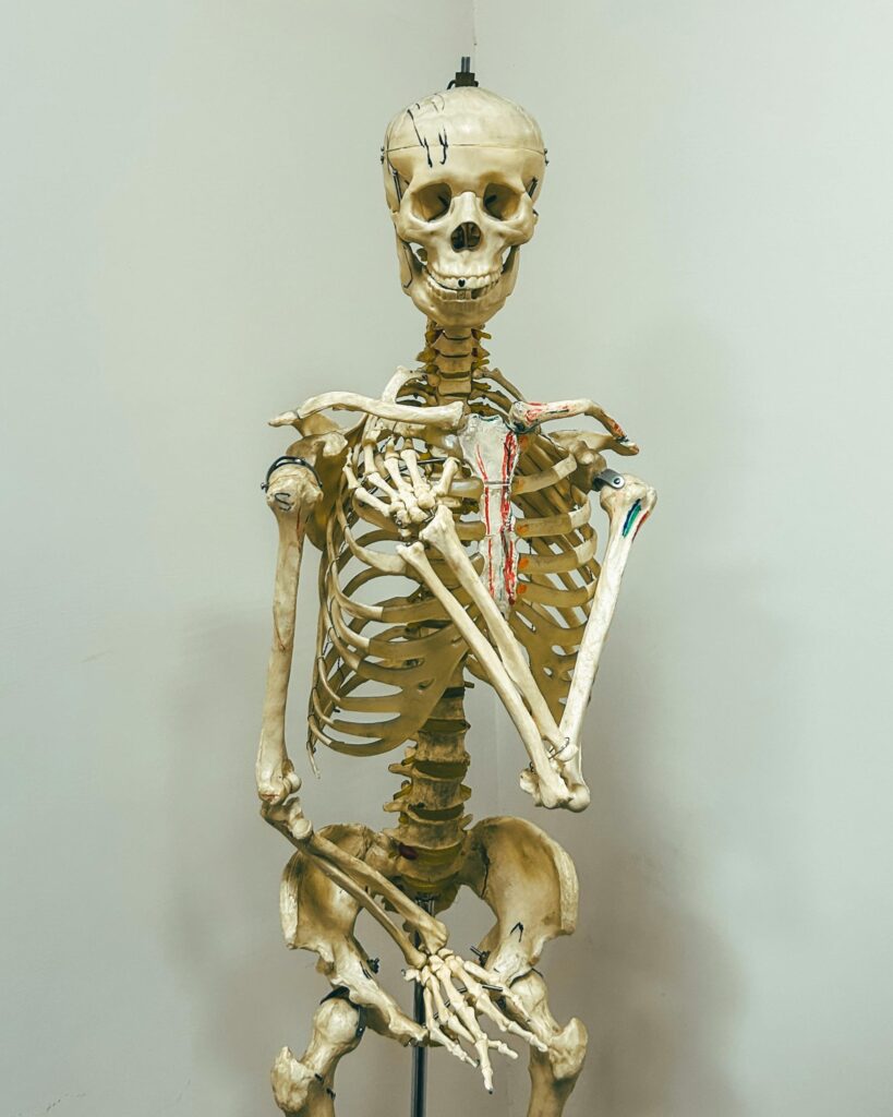 Detailed view of a human anatomical skeleton model used for educational purposes.
